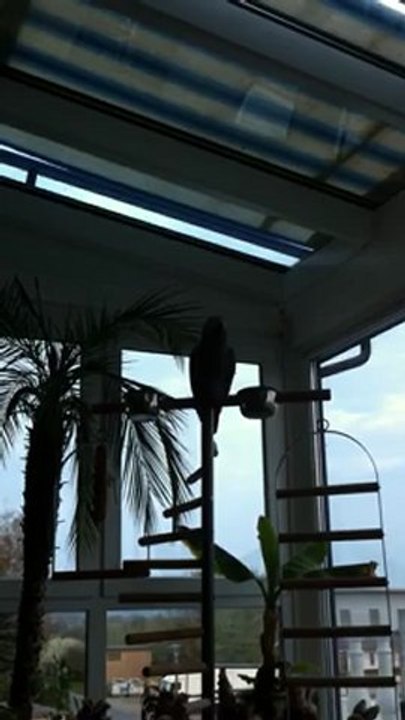 Rudi beim Pfeifen und er macht das Telefon nach Graupapagei Kongo bei Hubert und matthias