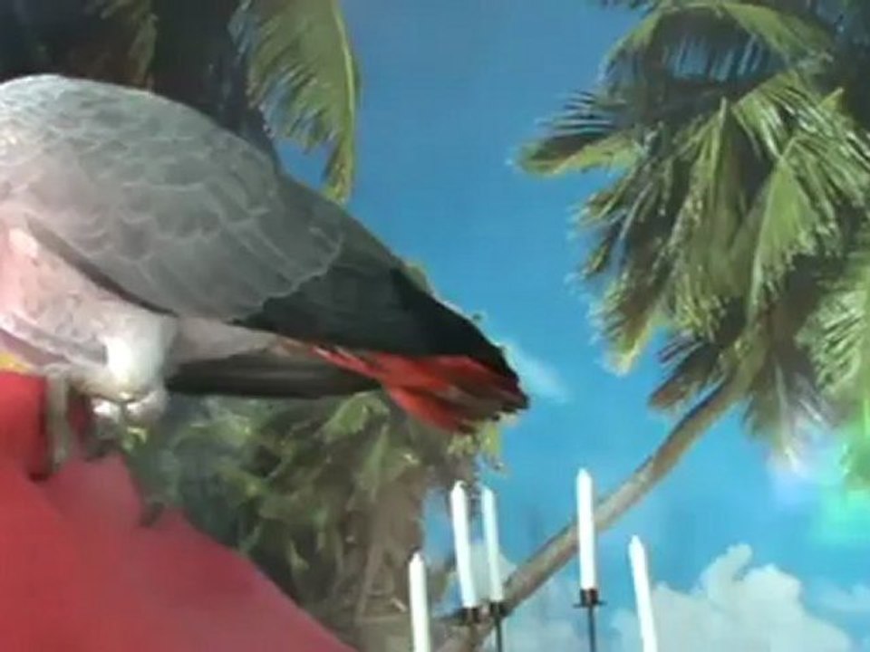 Graupapagei Rudi 1. Tag bei Hubert und Matthias in Hammelburg Diebach beim essen