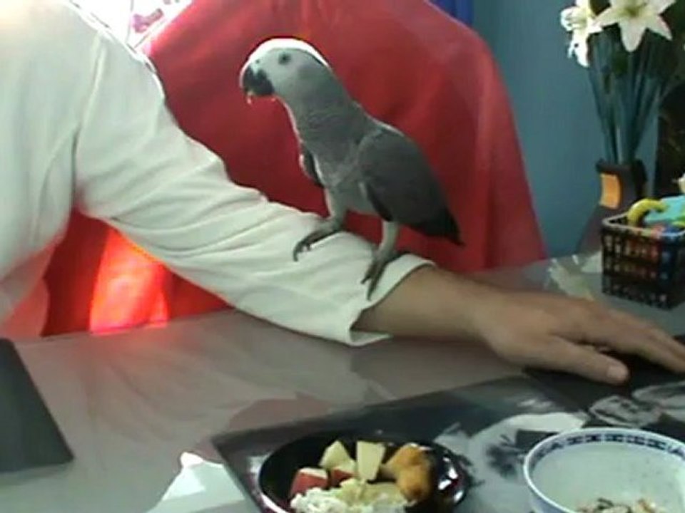 Graupapagei Rudi 1. Tag bei Hubert und Matthias 12.02.2012 in Hammelburg