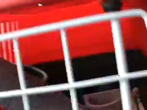 Graupapagei Rudi Bilder auf dem Weg nach Hause 1. Tag von Leipzig bis Hammelburg