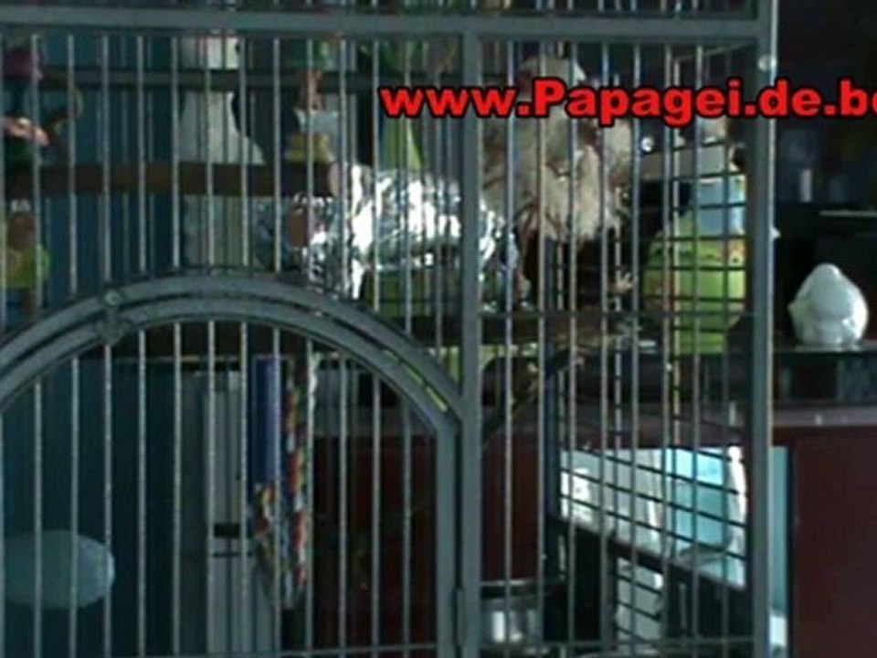 Rudi Graupapagei von Hubert und Matthias in Diebach bei Hammelburg Kongo-Graupapagei  pfeift pfeifen