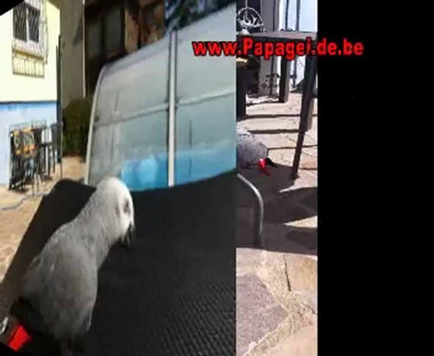 Rudi Graupapagei Palmsonntag pfeifen pfeift Kongo-Graupapagei Hammelburg