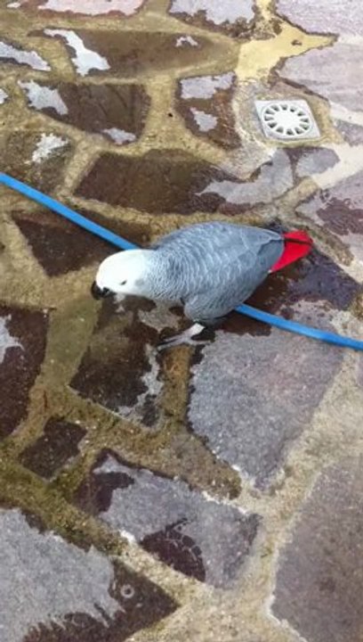 Papagei Graupapagei Rudi am Pool 03.04 2012 in Hammelburg Diebach von Hubert und Matthias