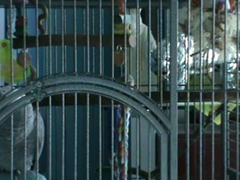 Rudi Graupapagei 01.04.2012 Garten Palmsonntag Kongo Graupapagei pfeift die schönsten Töne