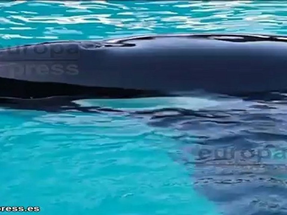 El cine contra el sufrimiento de los delfines