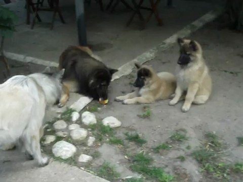 1 juillet 2012 eros,furie et les bébés 023