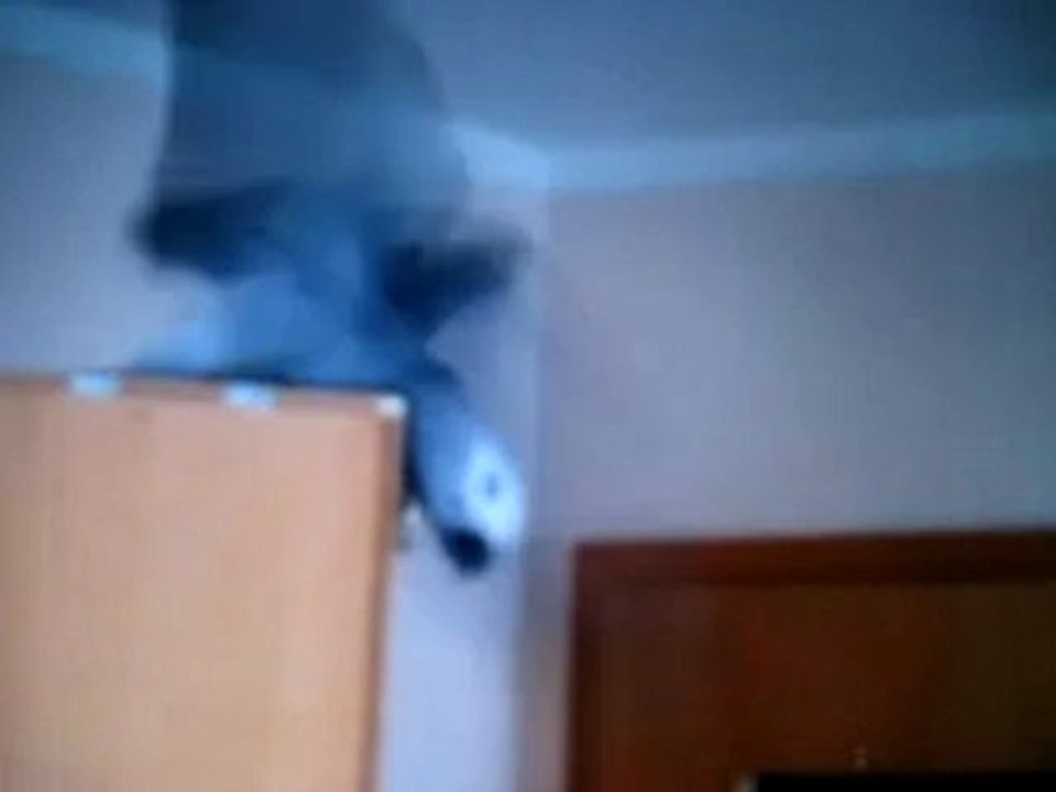 Graupapagei Carlo Bilder @ http://www.Reisebuero.be