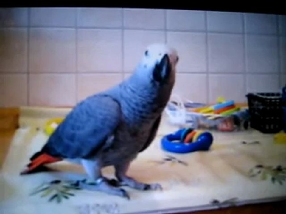 Graupapagei Carlo Bilder @ http://www.Reisebuero.be