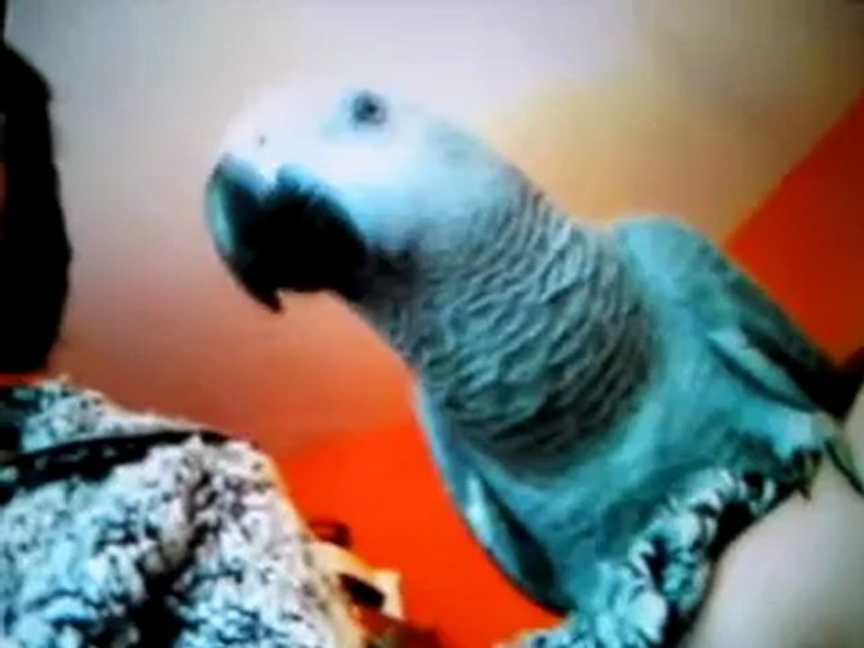 Graupapagei Carlo Bilder @ http://www.Reisebuero.be