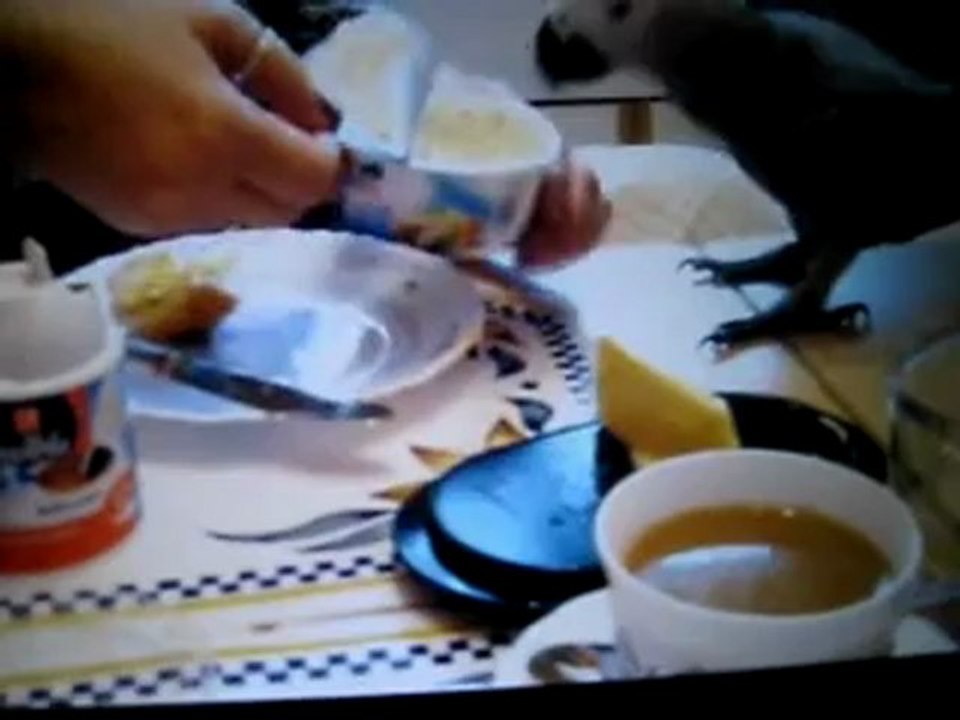 Graupapagei Carlo Bilder @ http://www.Reisebuero.be