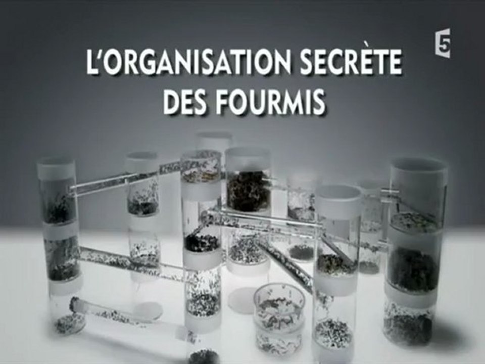 l'organisation secrète des fourmis