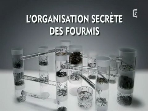 l'organisation secrète des fourmis