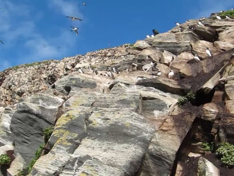 Colonie d´oiseaux marins - Hornøya - Varanger