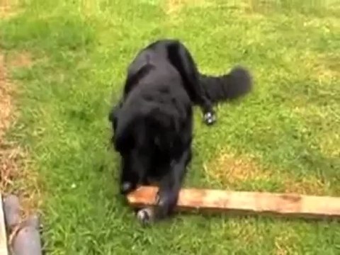 Free Top Dog Training Tip #5 - Stop Your Dog Chewing – Learn The Redirect