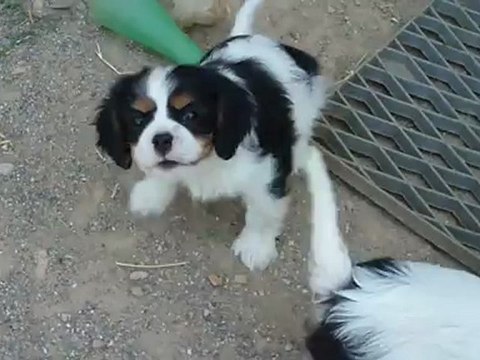 036 fem tri elia x forever cavalier king charles