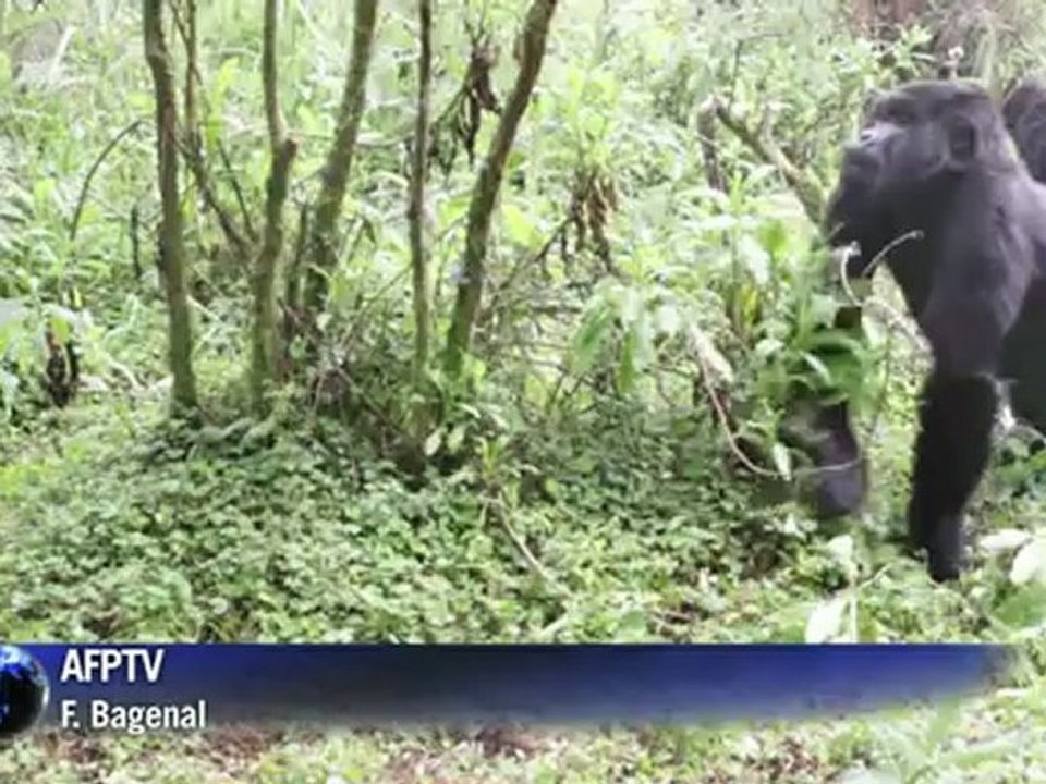 Vorsichtiger Optimismus: Zahl der Berggorillas verdoppelt
