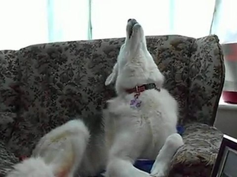 Freya hates doorbells