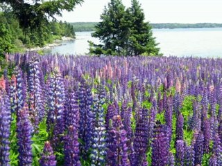 Jellison Cove Hancock Point maine