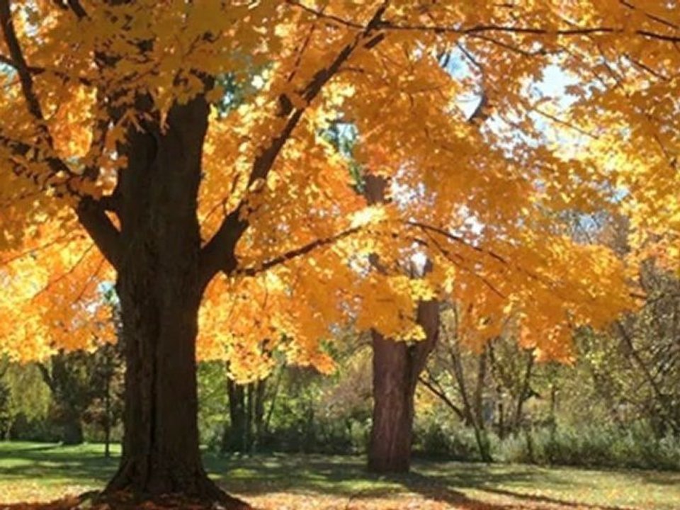 Barriers to Personal Growth and Professional Development