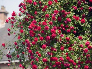 Comment protéger un rosier des insectes et maladies ?