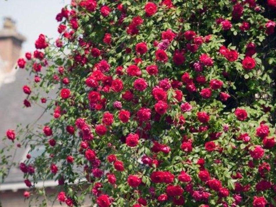 Comment protéger un rosier des insectes et maladies ?