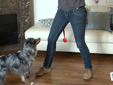 Dressage Chien: apprendre à slalomer