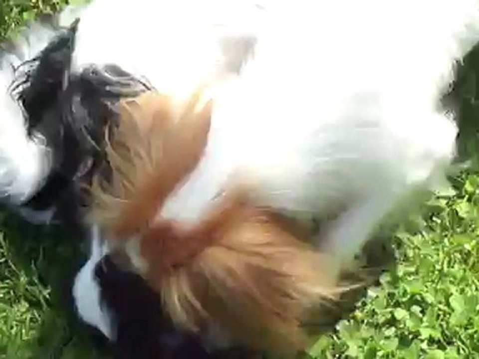 dans le jardin avec ma maman chin