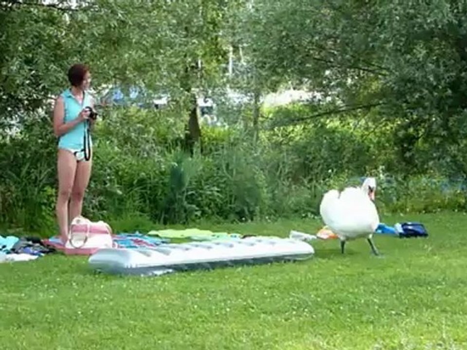 cygne et baigneurs