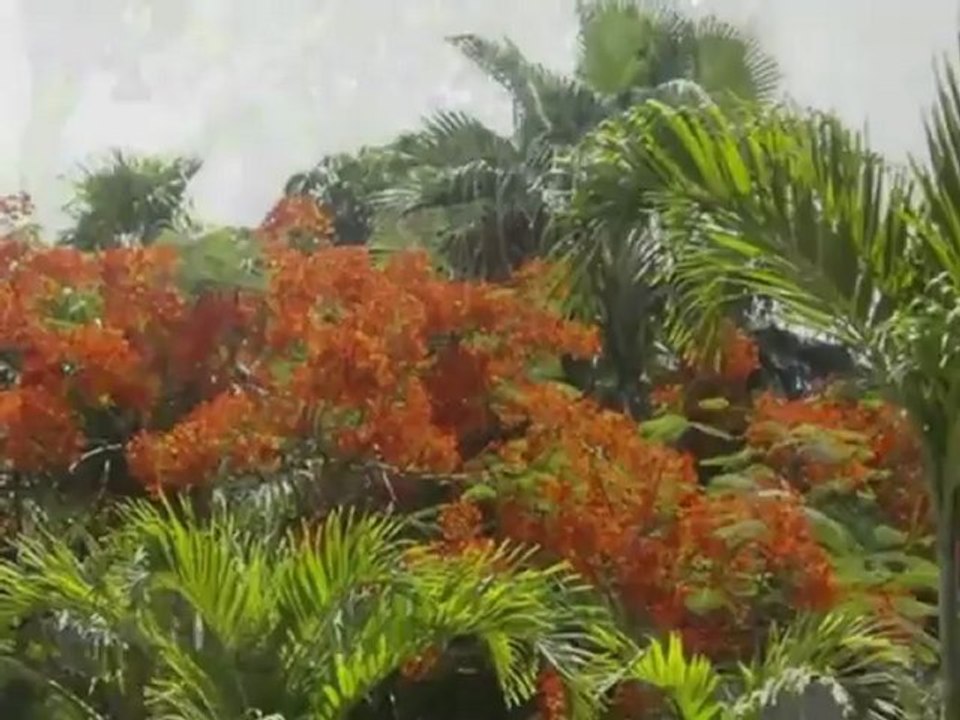 Delphinus onlinebuchung einer Reise