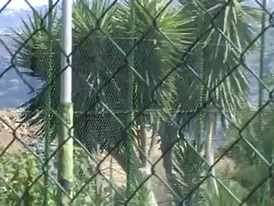 Riu Garoe Hotel Tennispaltz Puerto de la Cruz Teneriffa Bilder Fotos