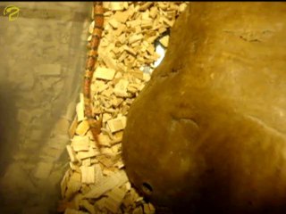 Frémissement de la queue 🐾