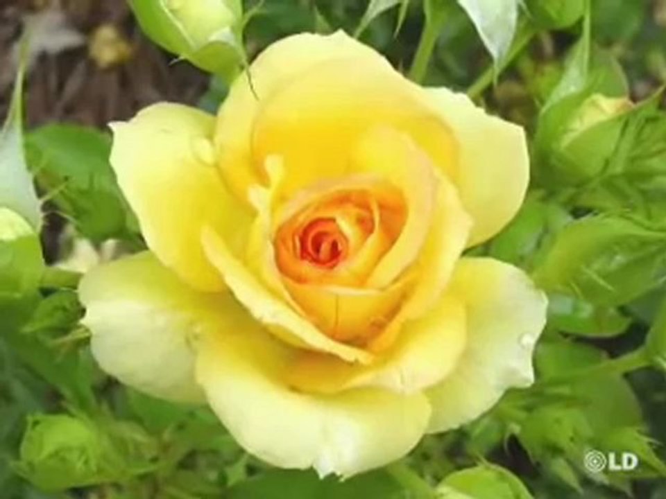 Camino hacia la Cultura, con César Vidal - 17/03/09