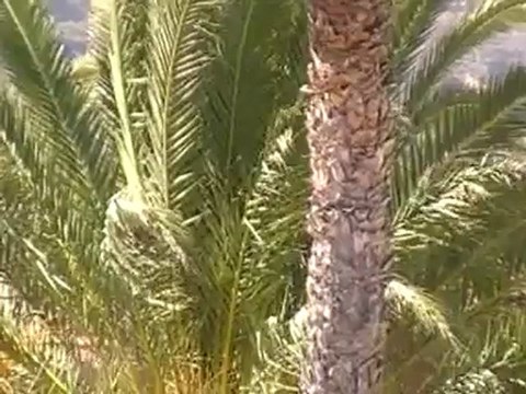 Riu Palace Maspalomas Playa del Ingles Dünen Fotos Bilder Video VIP-Reisen.de