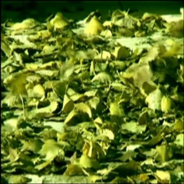 Mervan Tan - Zarin