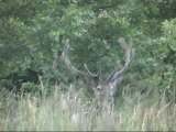 cerf forêt de Mormal juillet 2012