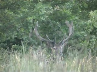 cerf forêt de Mormal juillet 2012
