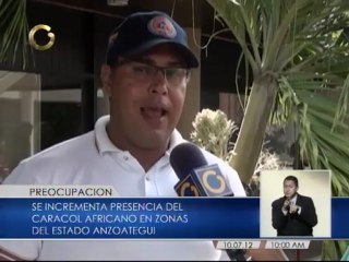 Preocupación en Anzoátegui por proliferación del caracol africano