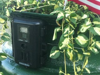 Groundhogs Steal American Flags at Civil War Cemetery