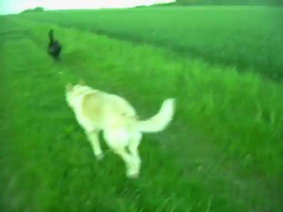 2012  RUBY ET VAICKA DANS LES CHAMPS