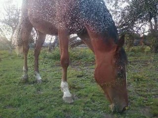 Petite vidéo souvenir de Malicia du début à maintenant!