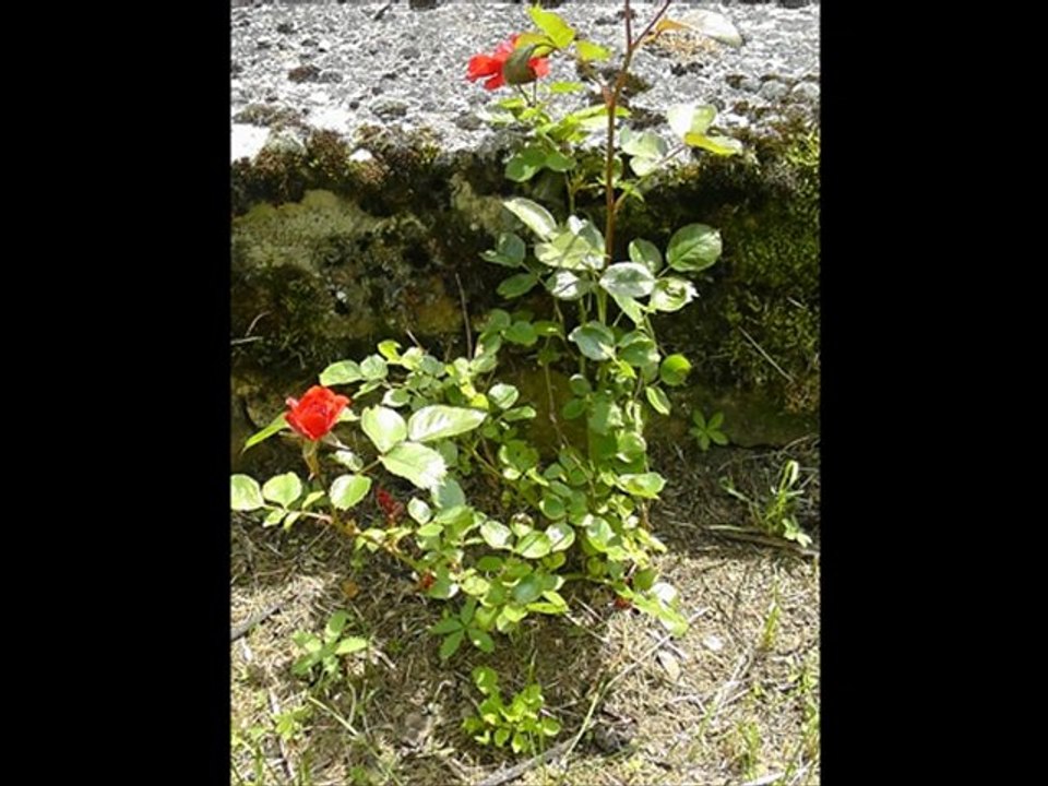 ces dames les fleurs !!!!