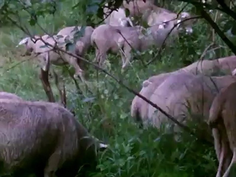 Wo ist Shaun...?