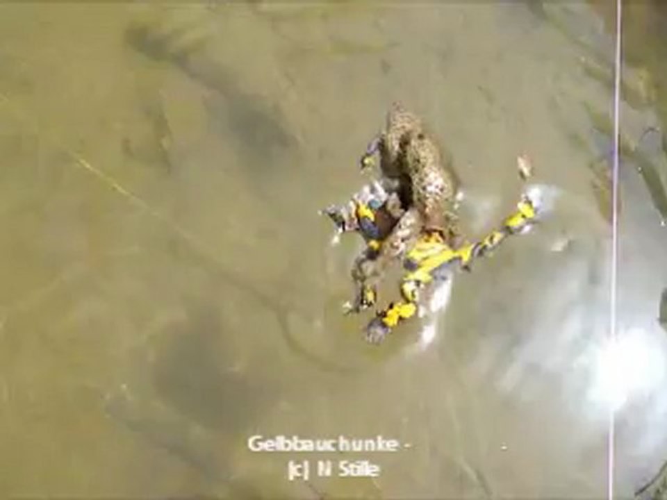 Bombina variegata - Gelbauchunke Paarung - Sonneur ventre jaune accouplement - yellow bellied toad pairing