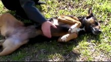 Perritos de San antonio de Areco Parte 2