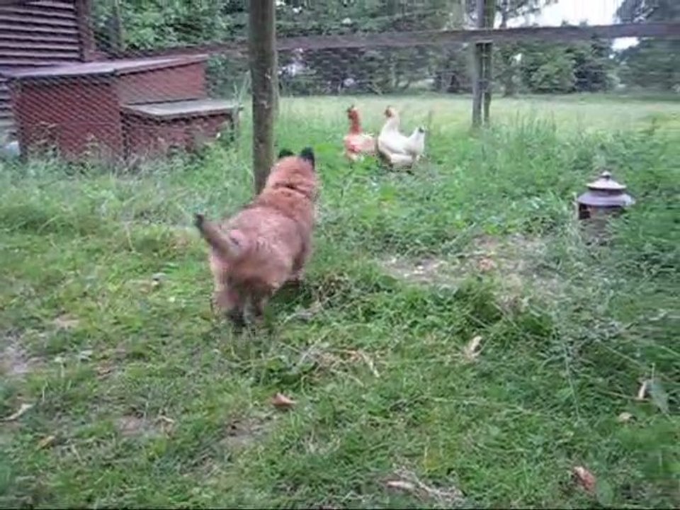 La Ckaliksou 3 juillet La ferme pédagogique