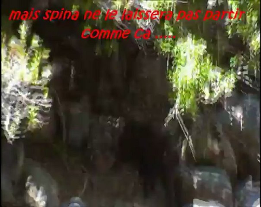 entrainement chiens sur sangliers vivants