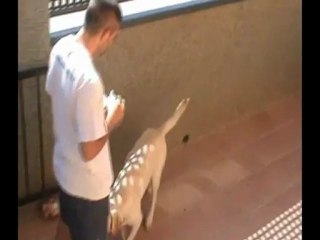 como enseñar trucos a un perro