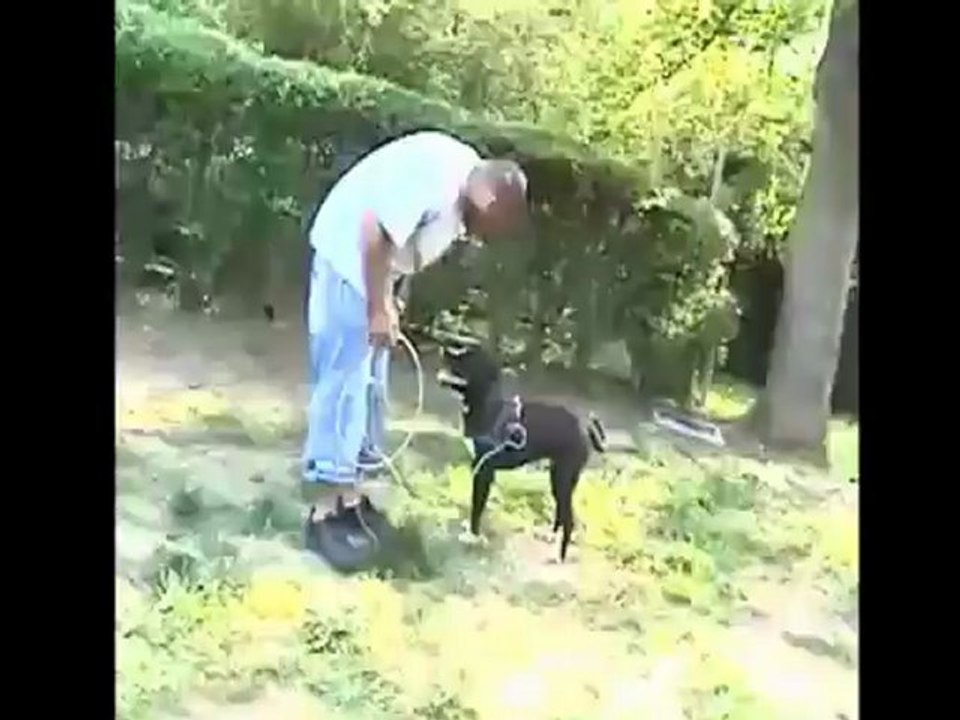 Tips de como educar a un perro pitbull
