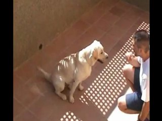 trucos para enseñar a un perro