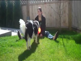 manual para entrenar perros y educarlo para siempre